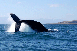 Punta Mita, Sayulita, Mexico whale watching